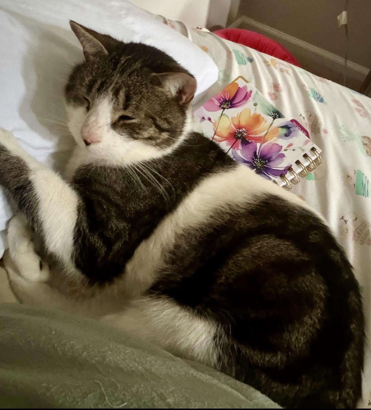 Enlarge Cinder, a ADOPTABLE Domestic Short Hair in Plainville, CT image 5/5