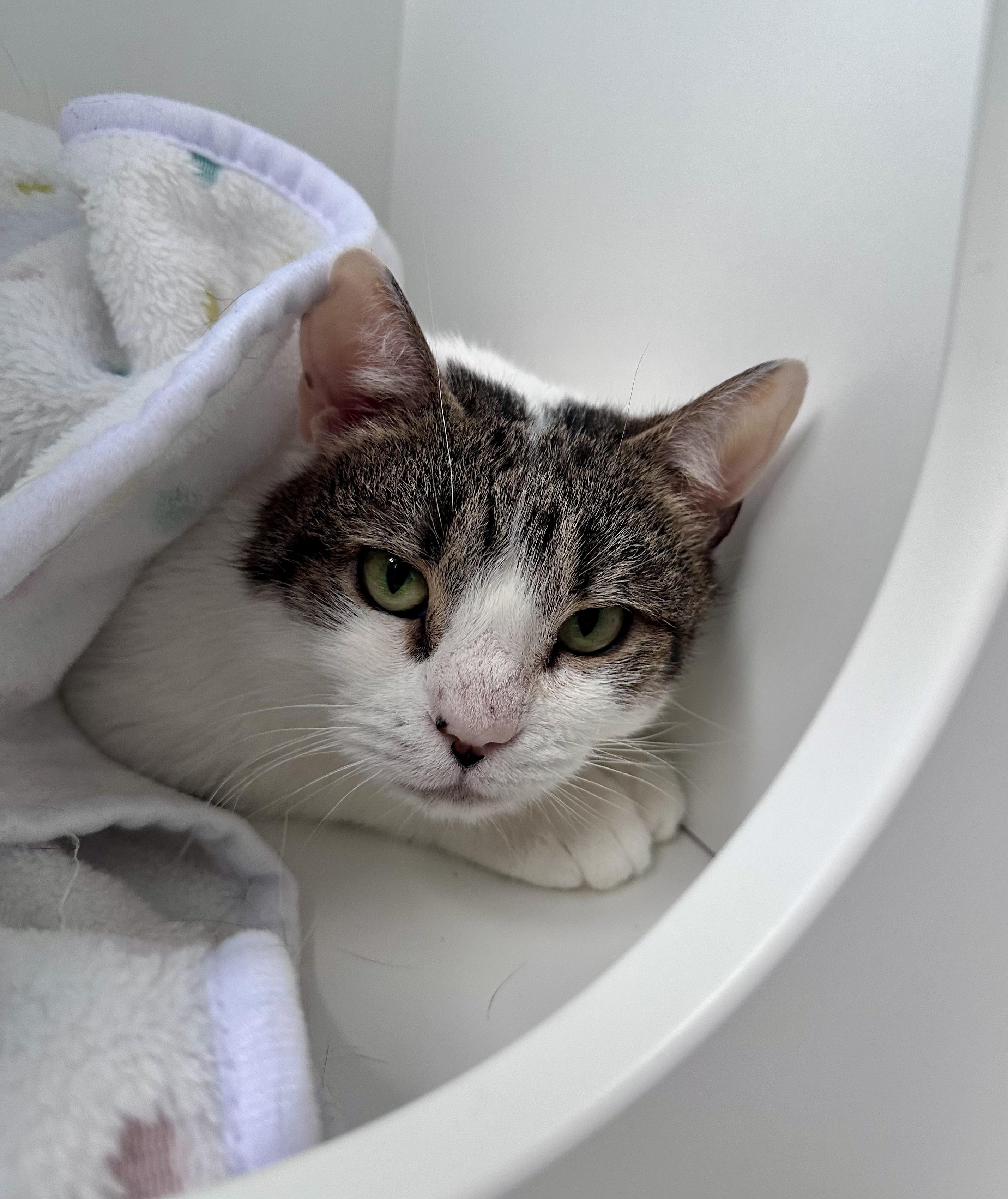 Enlarge Cinder, a ADOPTABLE Domestic Short Hair in Plainville, CT image 3/5