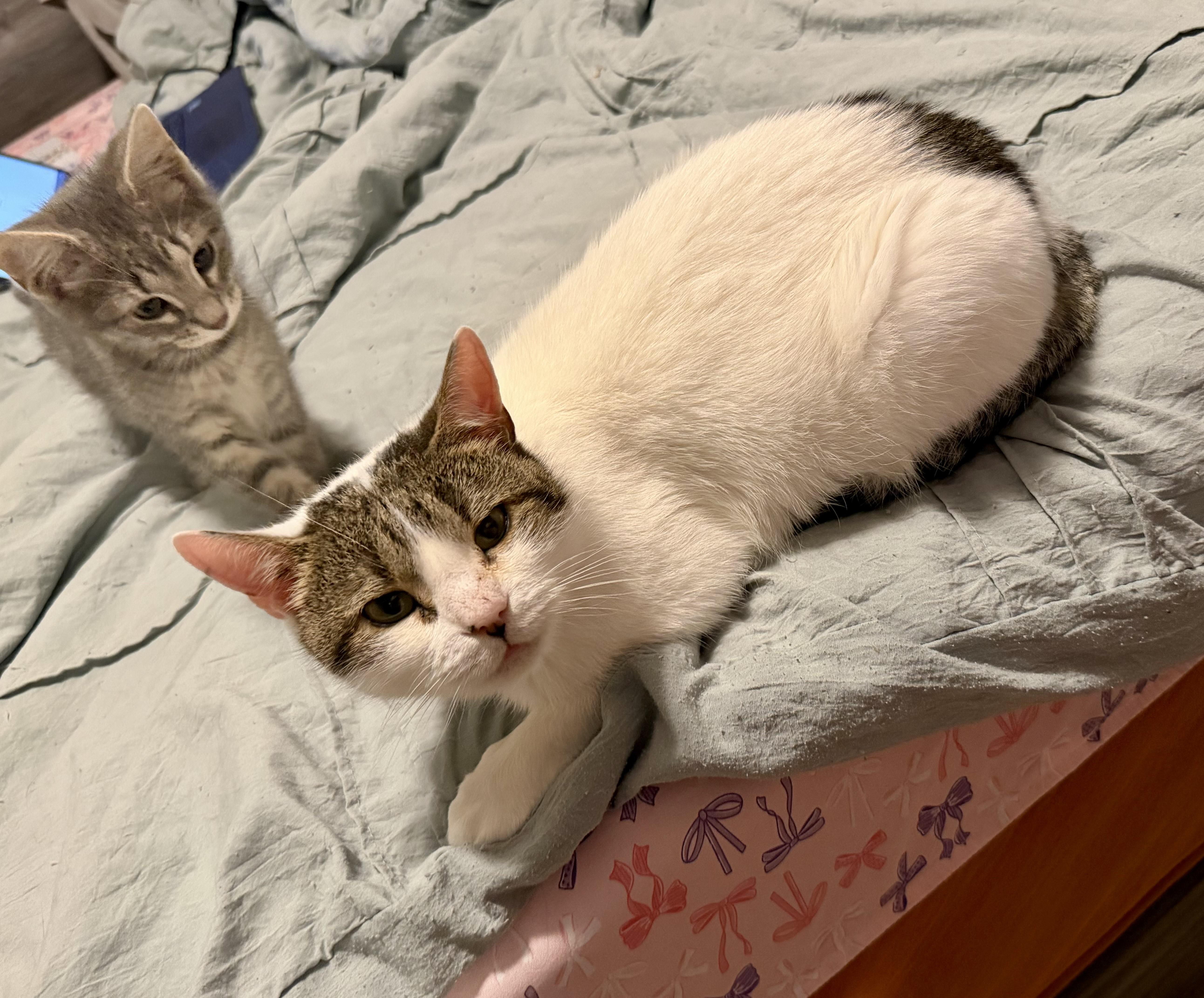 Enlarge Cinder, a ADOPTABLE Domestic Short Hair in Plainville, CT image 4/5