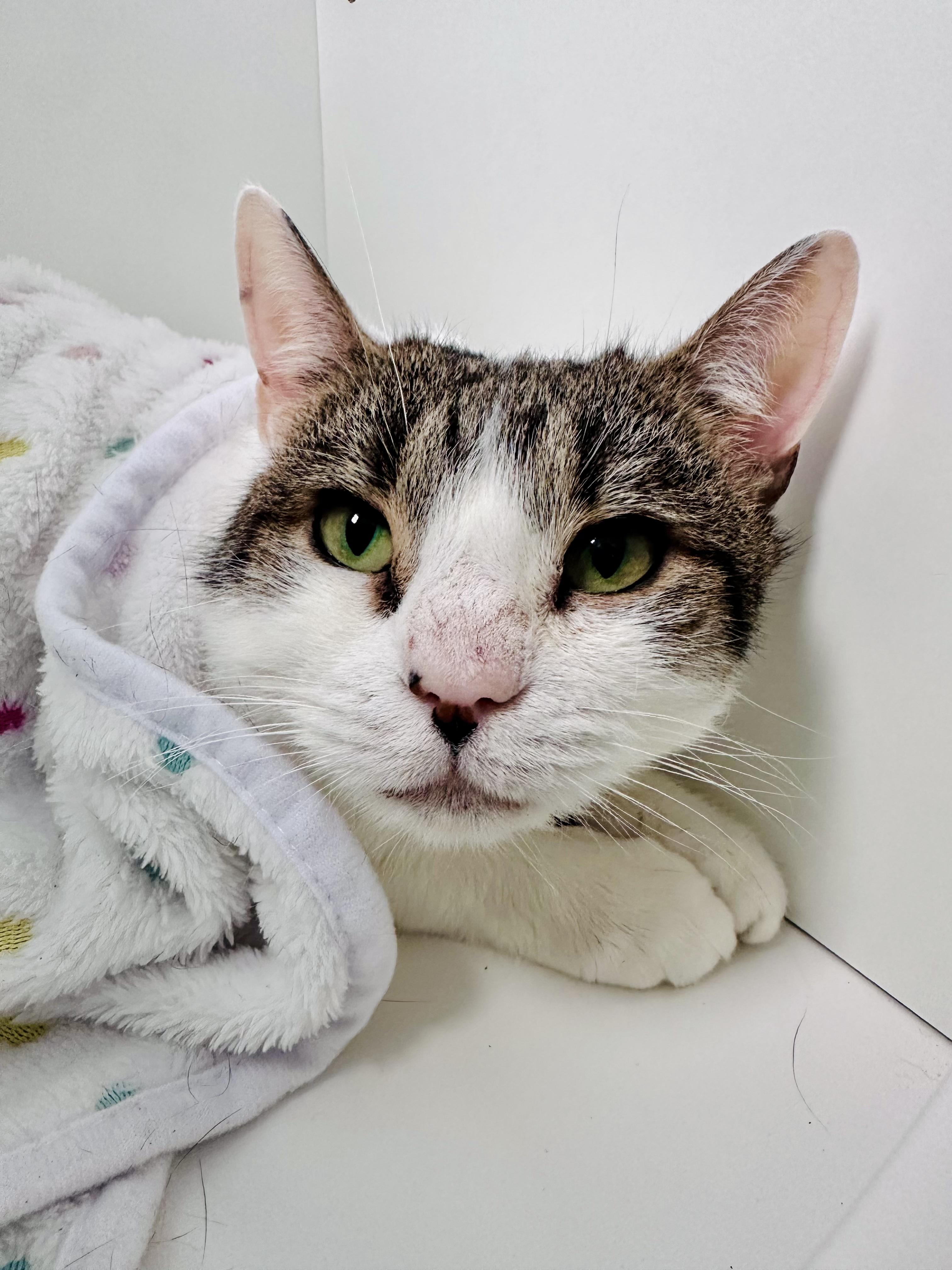 Enlarge Cinder, a ADOPTABLE Domestic Short Hair in Plainville, CT image 2/5