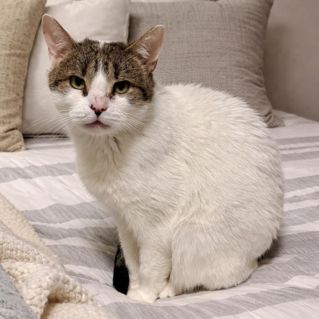 Enlarge Cinder, a ADOPTABLE Domestic Short Hair in Plainville, CT image 1/5