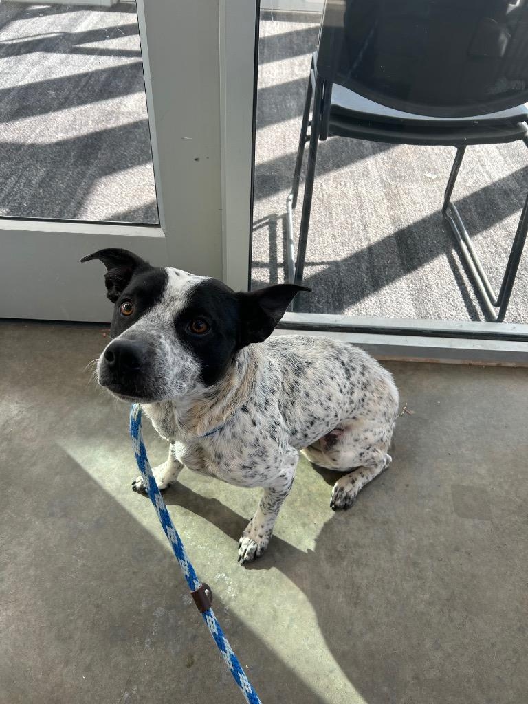 Pepper, Adoptable, Adult Male Australian Cattle Dog / Blue Heeler.