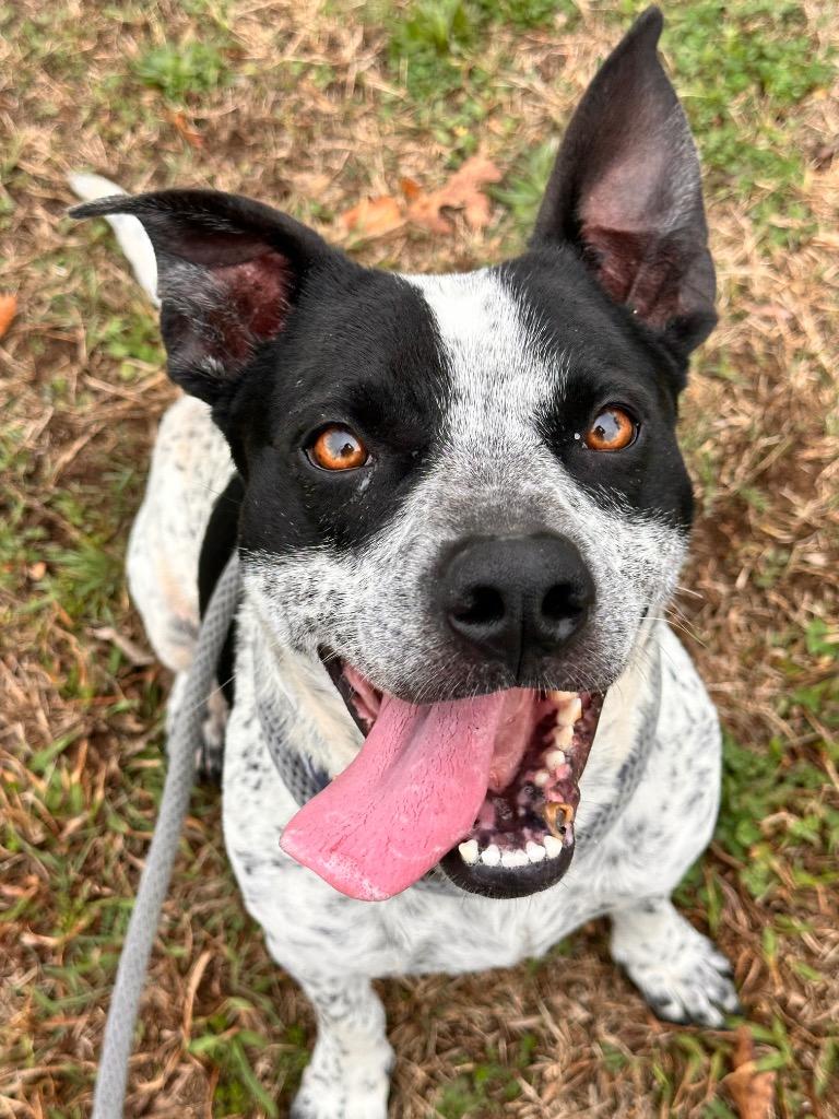 Enlarge Pepper, a Adoptable Australian Cattle Dog / Blue Heeler in Newcastle, OK image 2/2