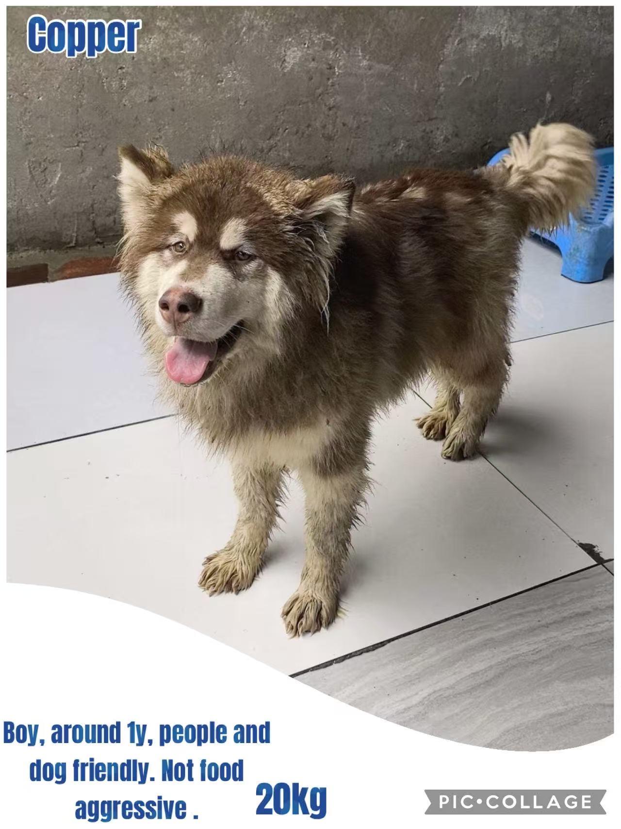 China Copper, Adoptable, Young Male Alaskan Malamute.
