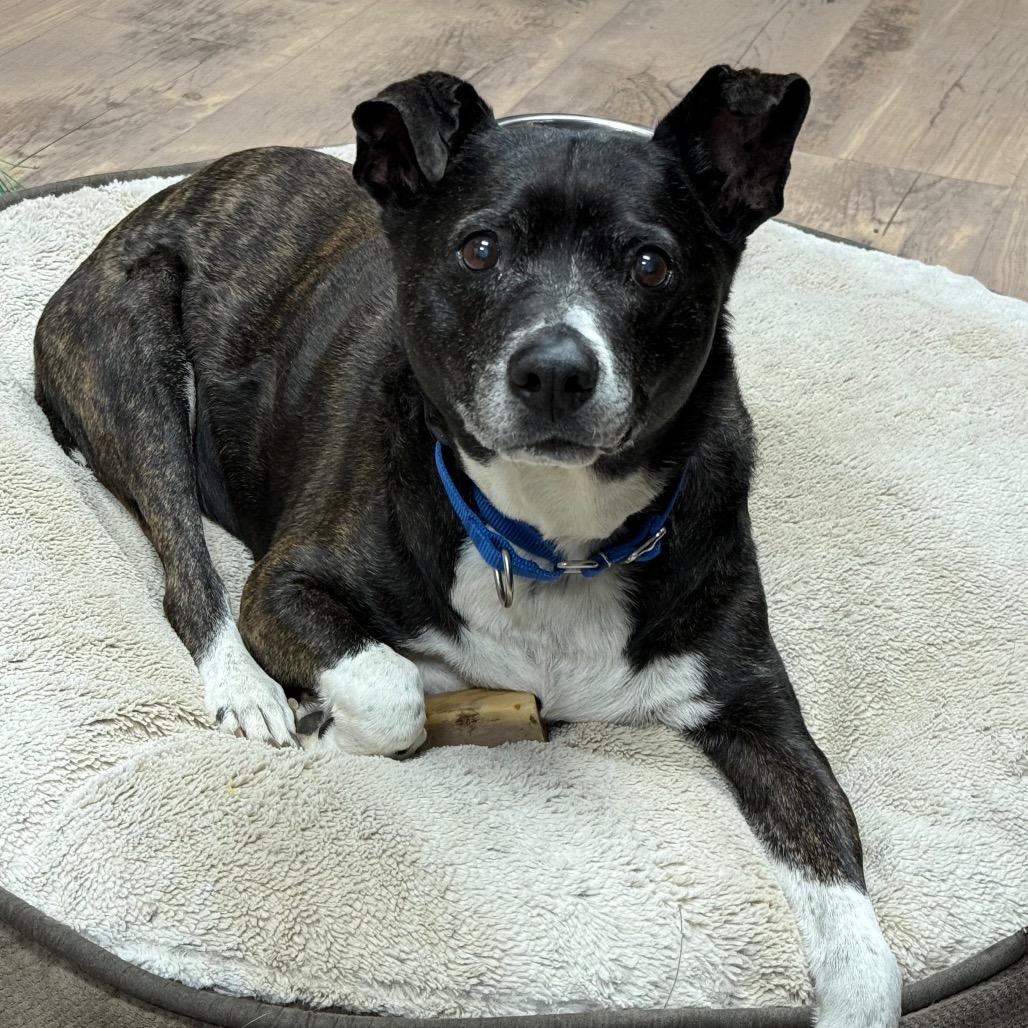 Guy, Adoptable, Senior Male American Staffordshire Terrier.