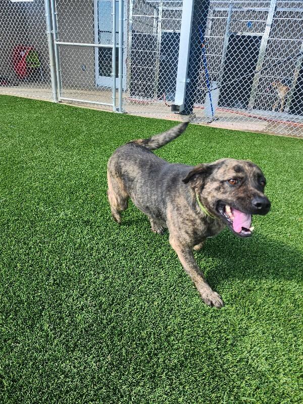 Arlo, Adoptable, Adult Male Mixed Breed.