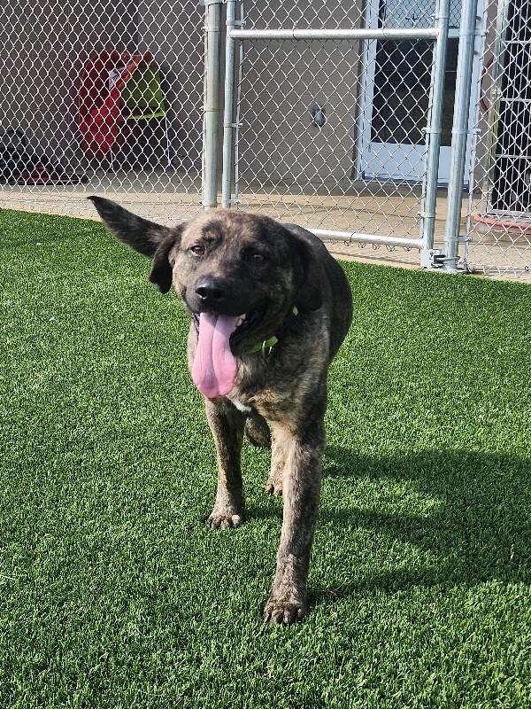 Arlo, a Adoptable Mixed Breed in Jackson, TN image 2/6