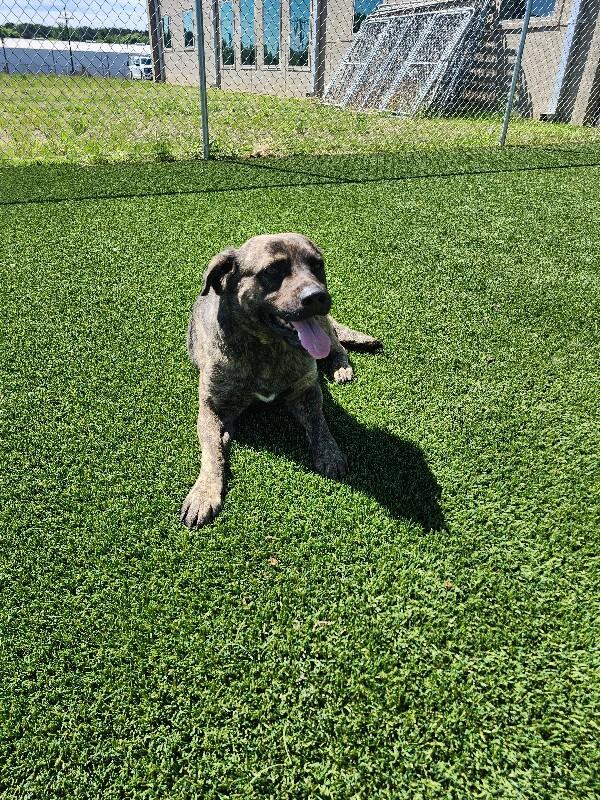 Arlo, a Adoptable Mixed Breed in Jackson, TN image 3/6