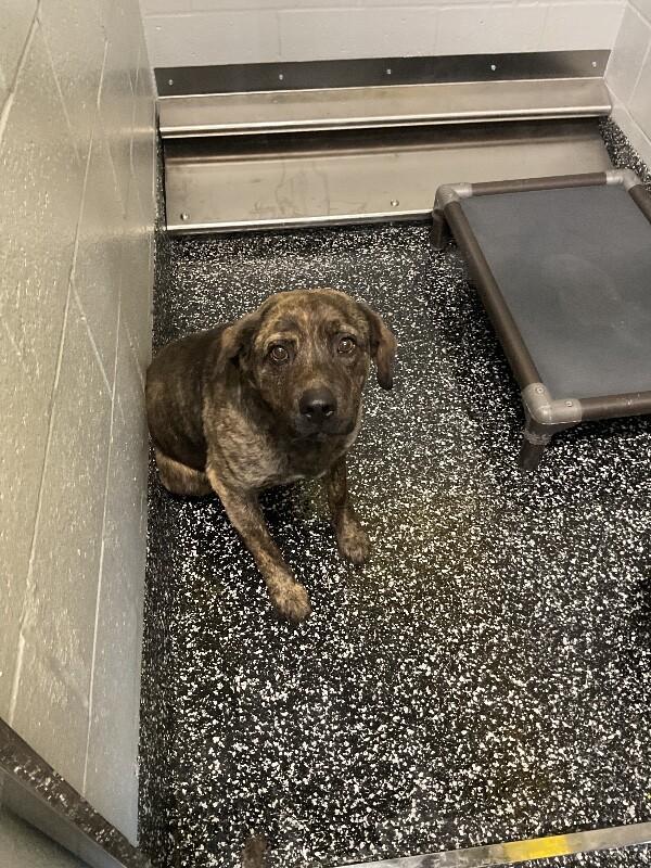 Arlo, a Adoptable Mixed Breed in Jackson, TN image 4/6