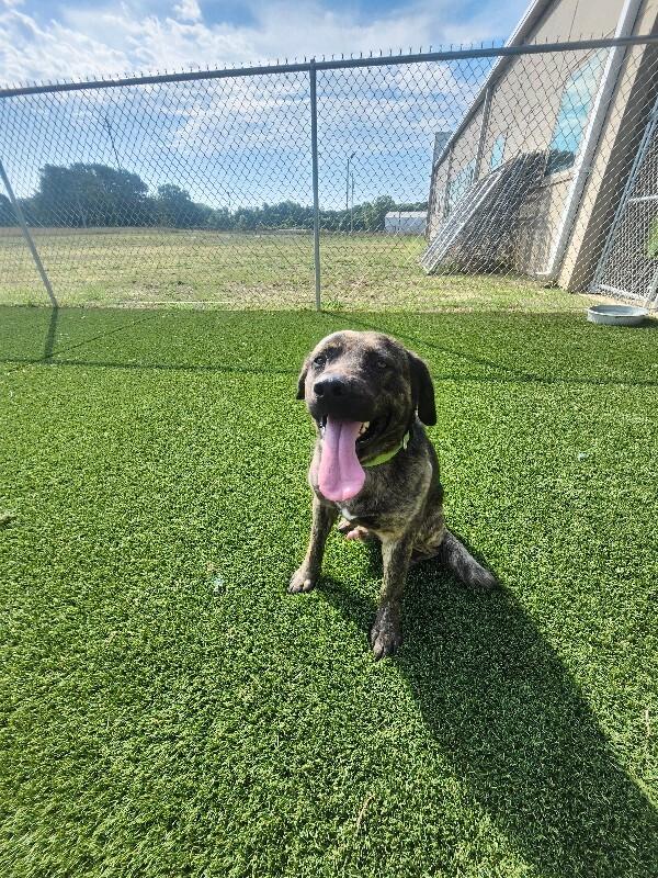 Arlo, a Adoptable Mixed Breed in Jackson, TN image 5/6