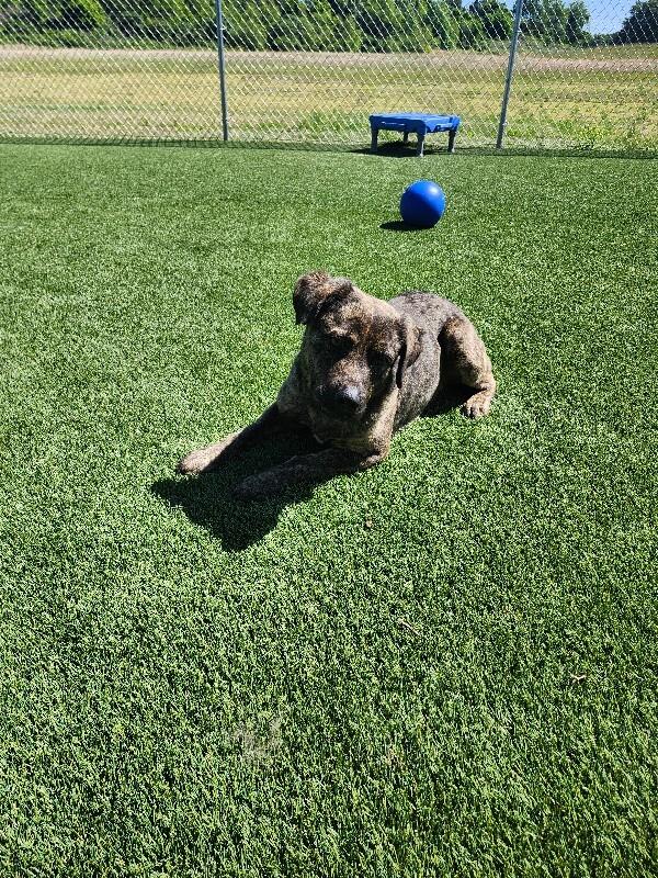 Arlo, a Adoptable Mixed Breed in Jackson, TN image 6/6