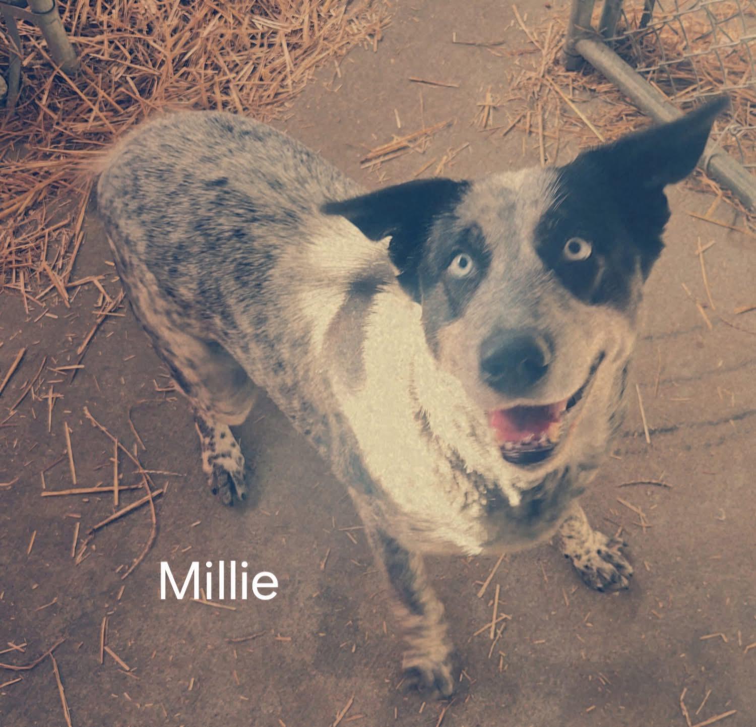 Millie, ADOPTABLE, Adult Female Australian Cattle Dog / Blue Heeler & Labrador Retriever.