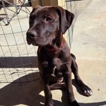 Enlarge ROCKY, an adopted mixed breed in Murrieta, CA image 2/4