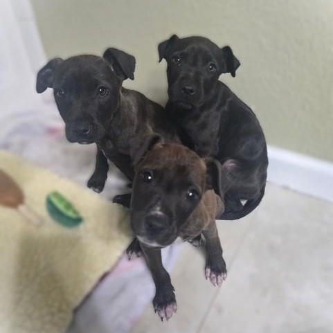 Enlarge ROCKY, an adopted mixed breed in Murrieta, CA image 4/4