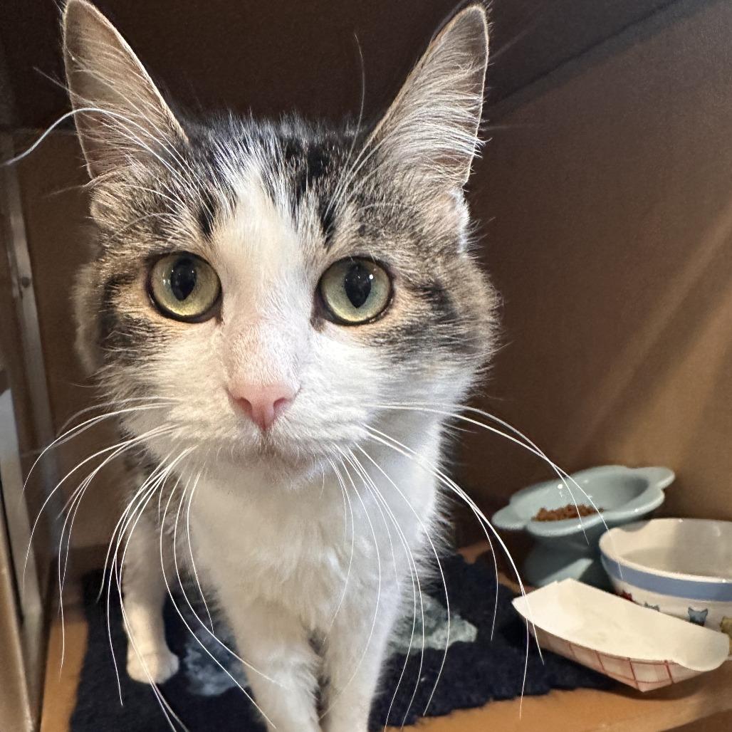 Evergreen, Adoptable, Adult Female Domestic Medium Hair.