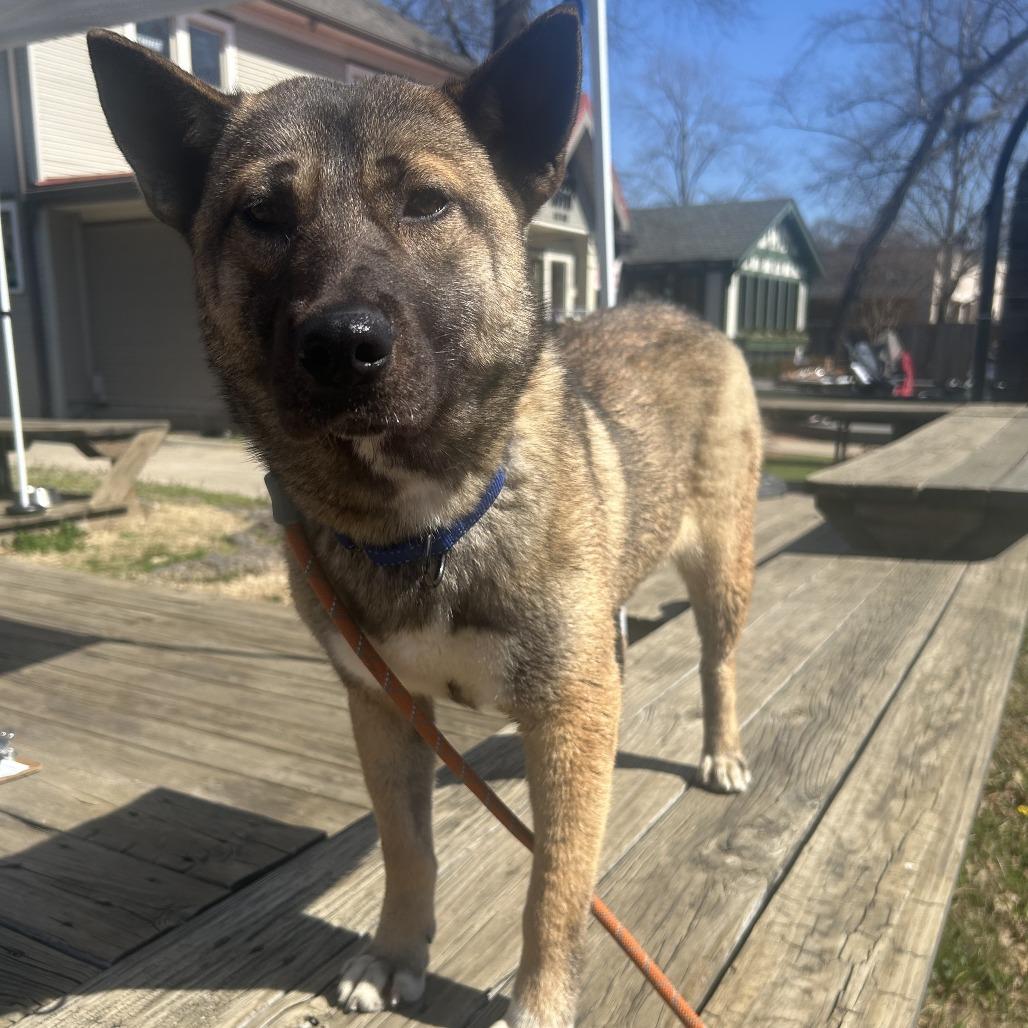 Enlarge Nori 26-003, a Adoptable mixed breed in Little Rock, AR image 1/6