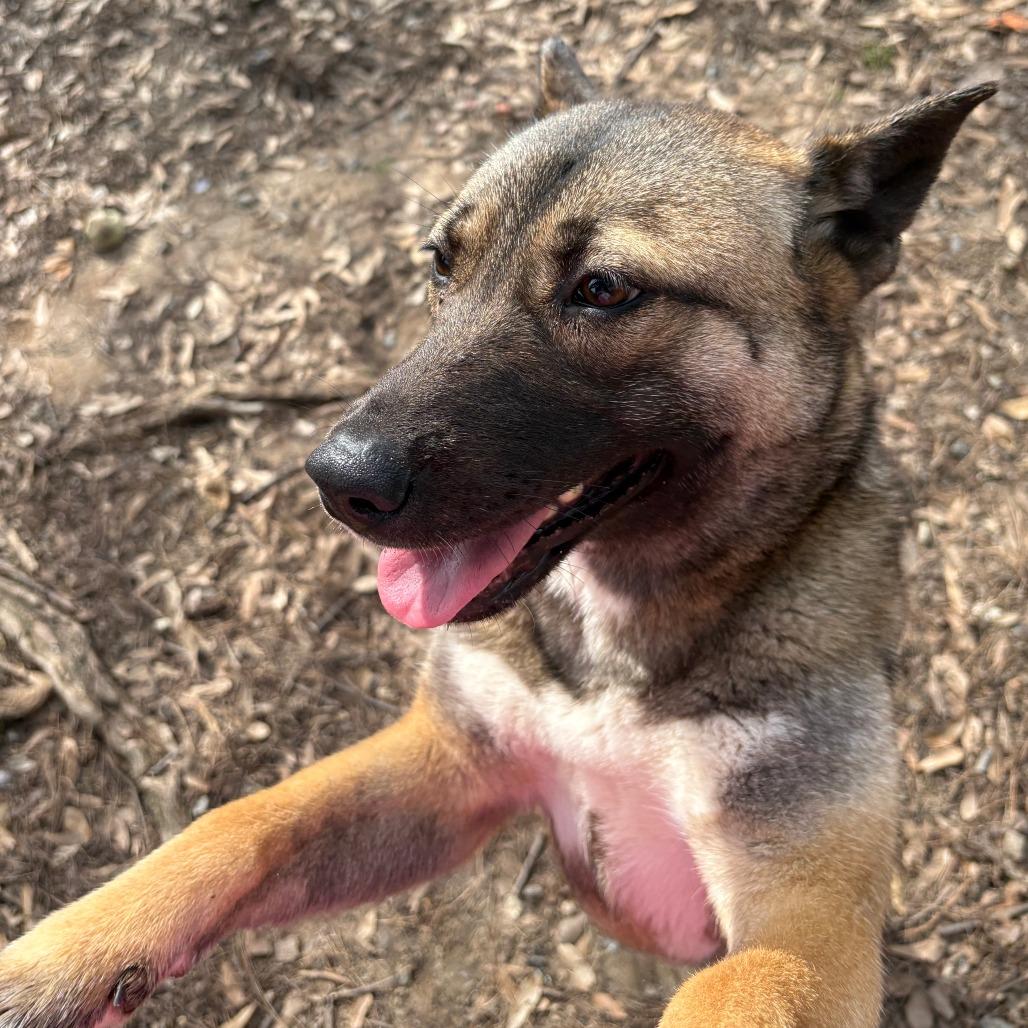 Enlarge Nori 26-003, a Adoptable mixed breed in Little Rock, AR image 2/6