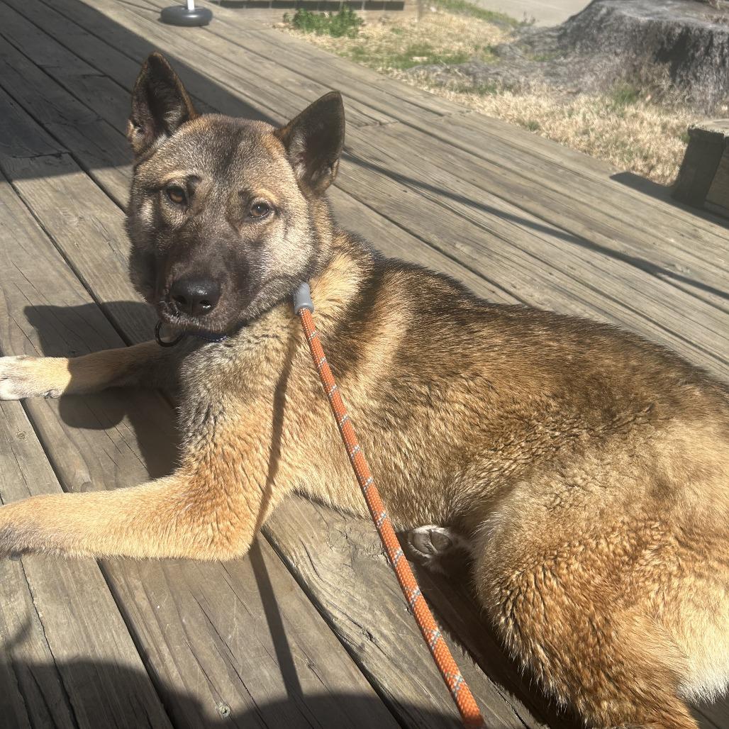 Enlarge Nori 26-003, a Adoptable mixed breed in Little Rock, AR image 3/6