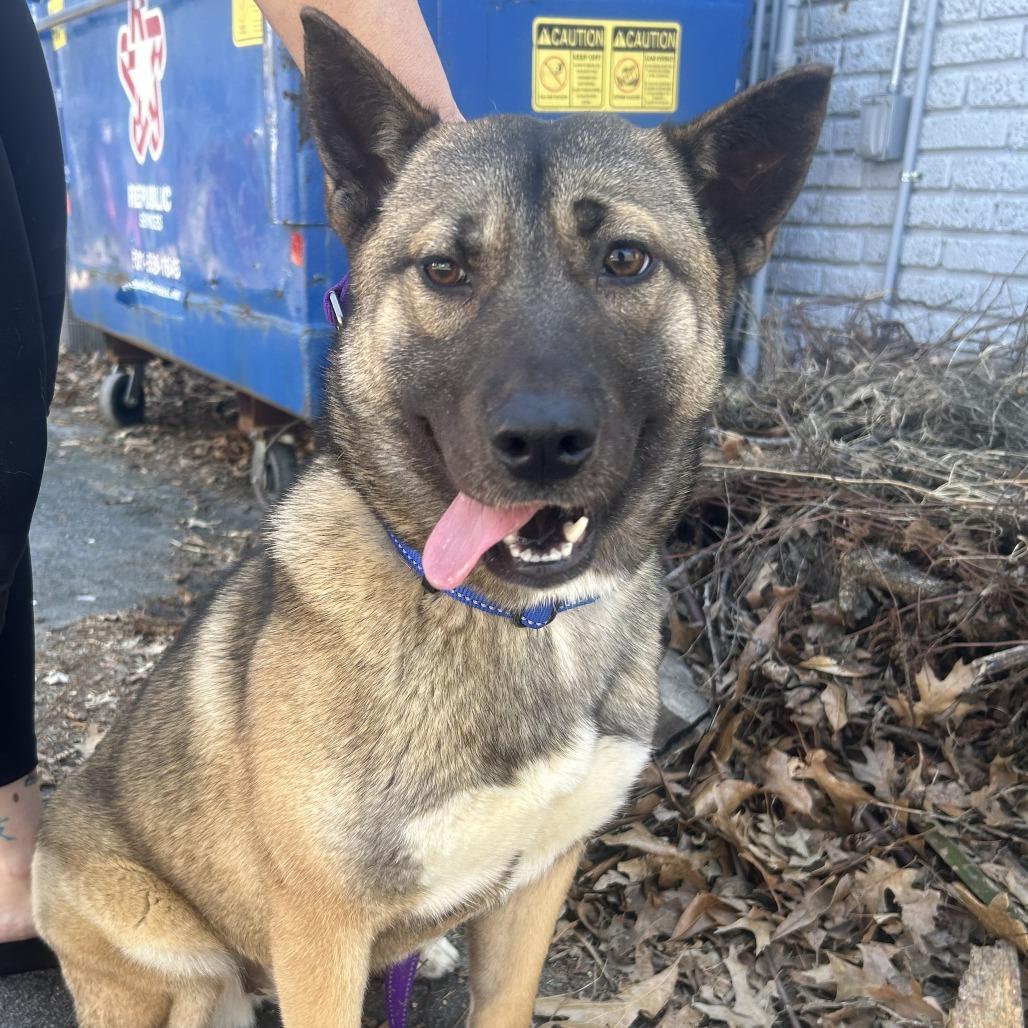 Enlarge Nori 26-003, a Adoptable mixed breed in Little Rock, AR image 5/6