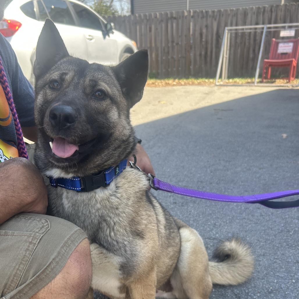 Enlarge Nori 26-003, a Adoptable mixed breed in Little Rock, AR image 6/6