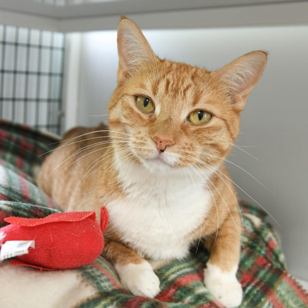 Valencia, Adoptable, Young Female Domestic Short Hair.