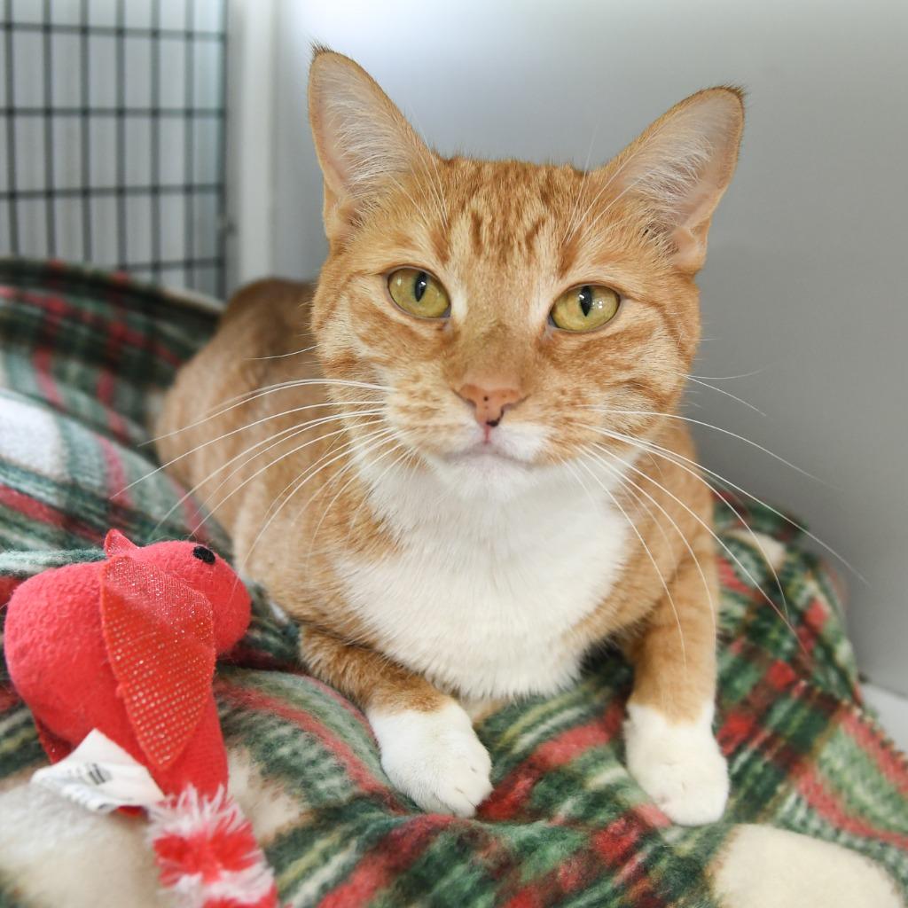 Enlarge Valencia, a Adoptable mixed breed in Ewing, NJ image 2/2