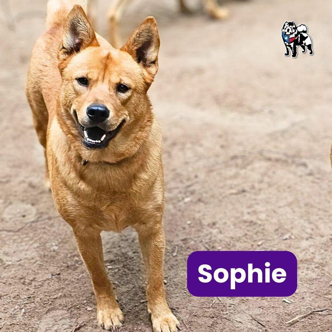 Sofie, a Adoptable mixed breed in Houston, TX image 2/5