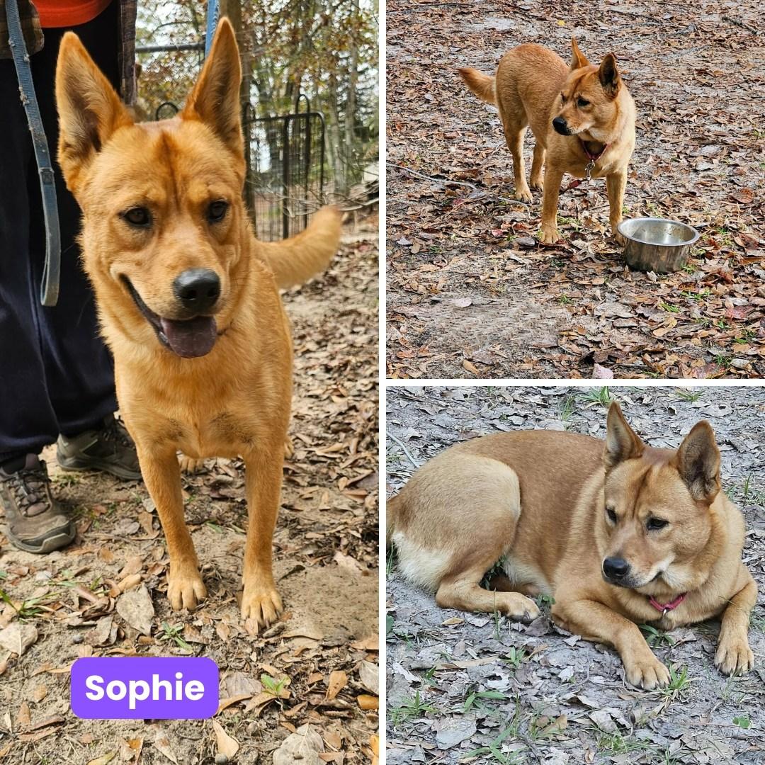 Enlarge Sofie, a Adoptable mixed breed in Houston, TX image 3/4
