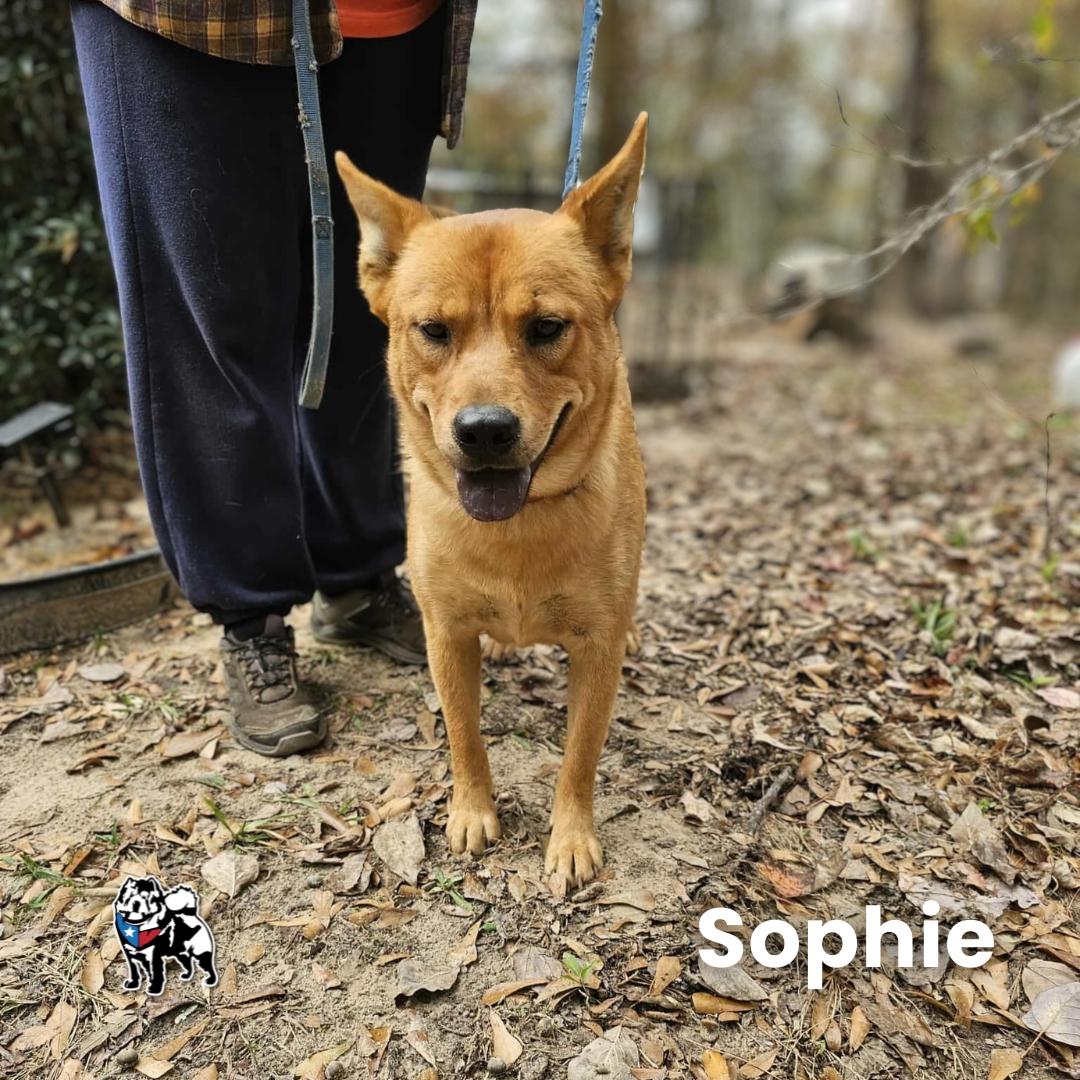 Enlarge Sofie, a Adoptable mixed breed in Houston, TX image 4/4