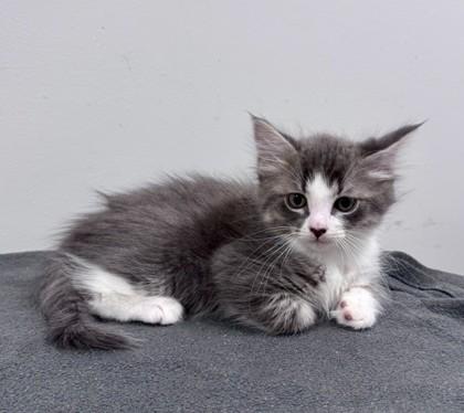 Sabado, Adoptable, Kitten Male Domestic Short Hair.