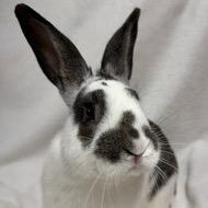 Dennis, Adoptable, Young Male English Spot & Bunny Rabbit.