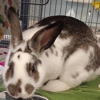 Enlarge Dennis, a Adoptable mixed breed in Baltimore, MD image 2/2