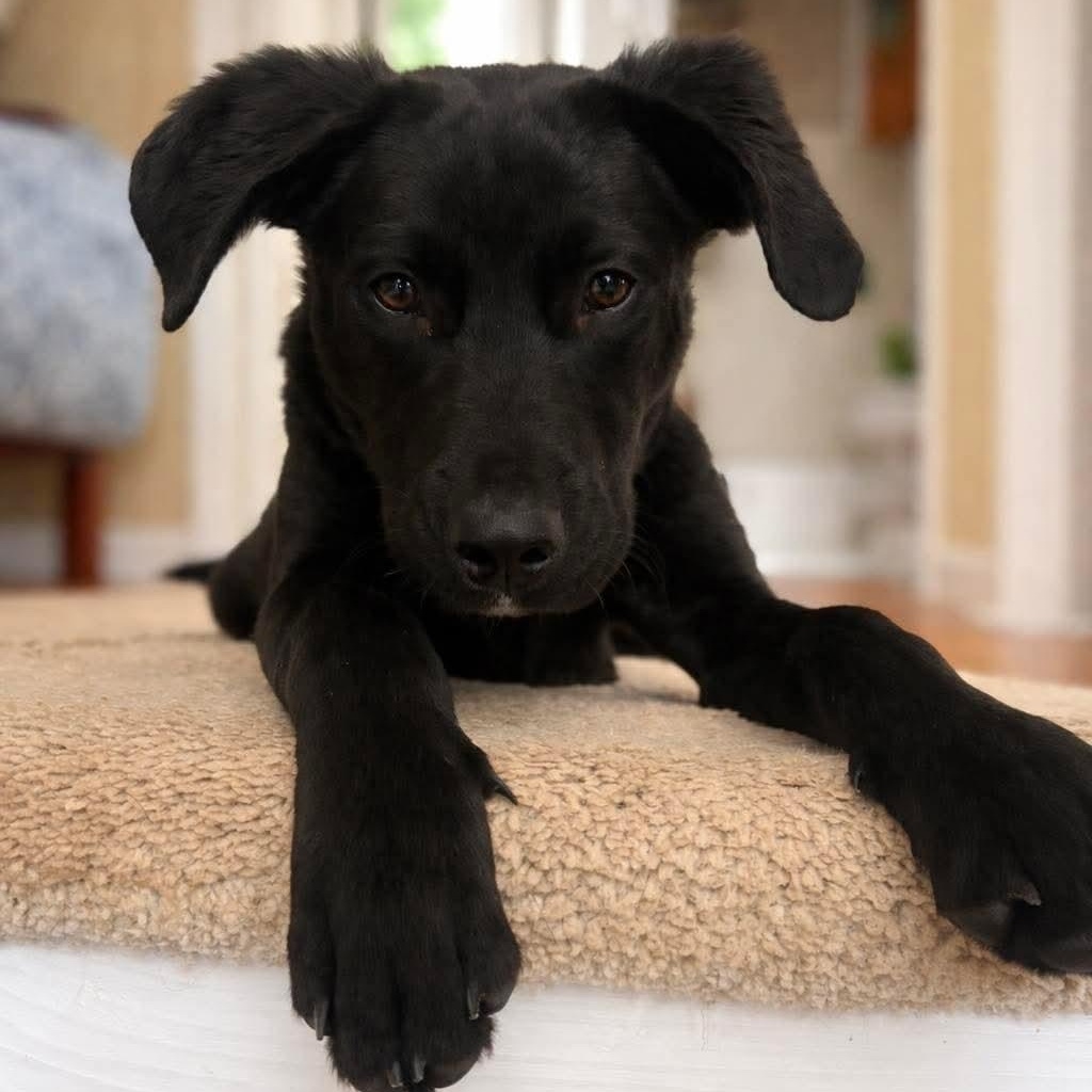 Grayson, Adoptable, Puppy Male Mixed Breed.