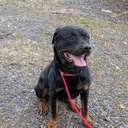 Findley, Adoptable, Young Male Rottweiler.