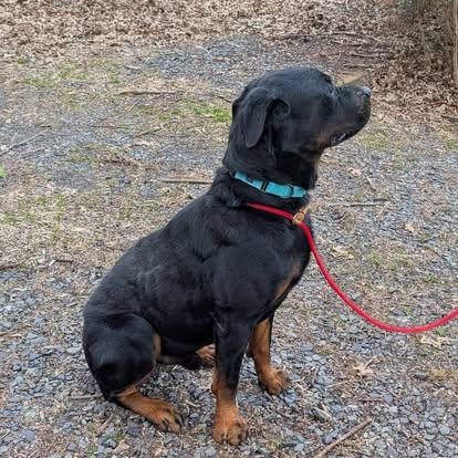Enlarge Findley, a Adoptable Rottweiler in Perkasie, PA image 2/6