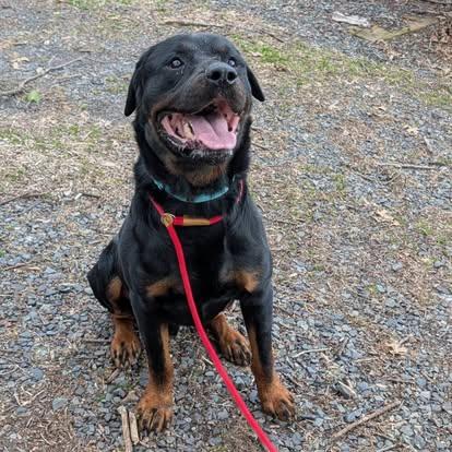 Enlarge Findley, a Adoptable Rottweiler in Perkasie, PA image 6/6