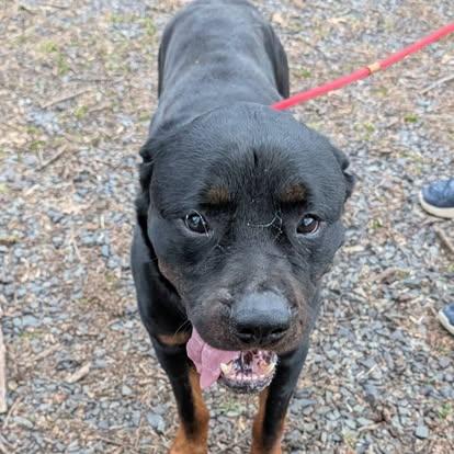 Enlarge Findley, a Adoptable Rottweiler in Perkasie, PA image 5/6