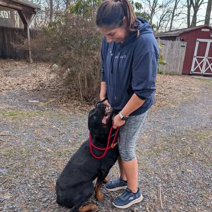 Enlarge Findley, a Adoptable Rottweiler in Perkasie, PA image 4/6