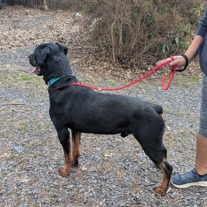 Enlarge Findley, a Adoptable Rottweiler in Perkasie, PA image 3/6