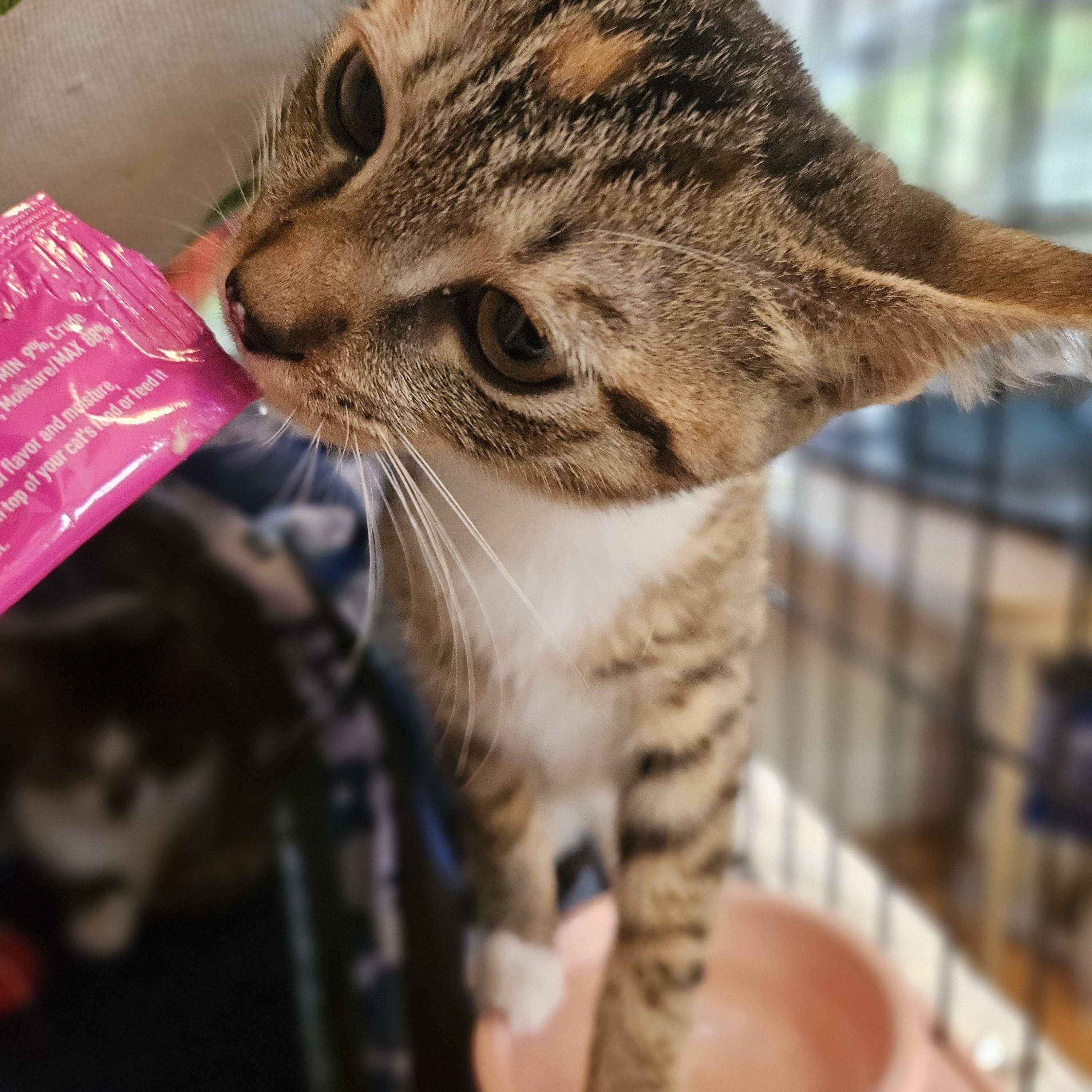 CJ, a ADOPTABLE Domestic Short Hair in Wilmington, NC image 2/4