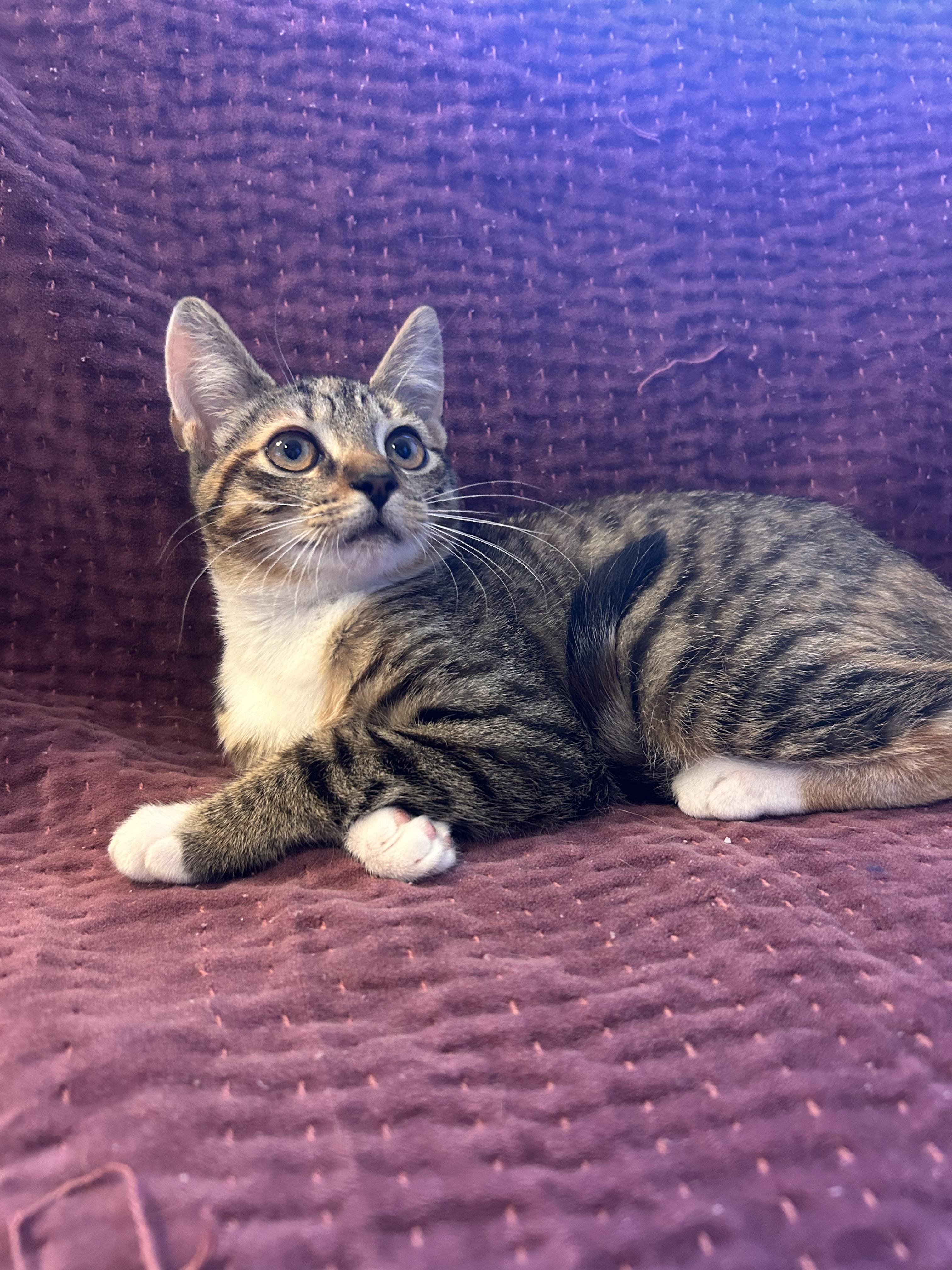 CJ, ADOPTABLE, Kitten Female Domestic Short Hair.