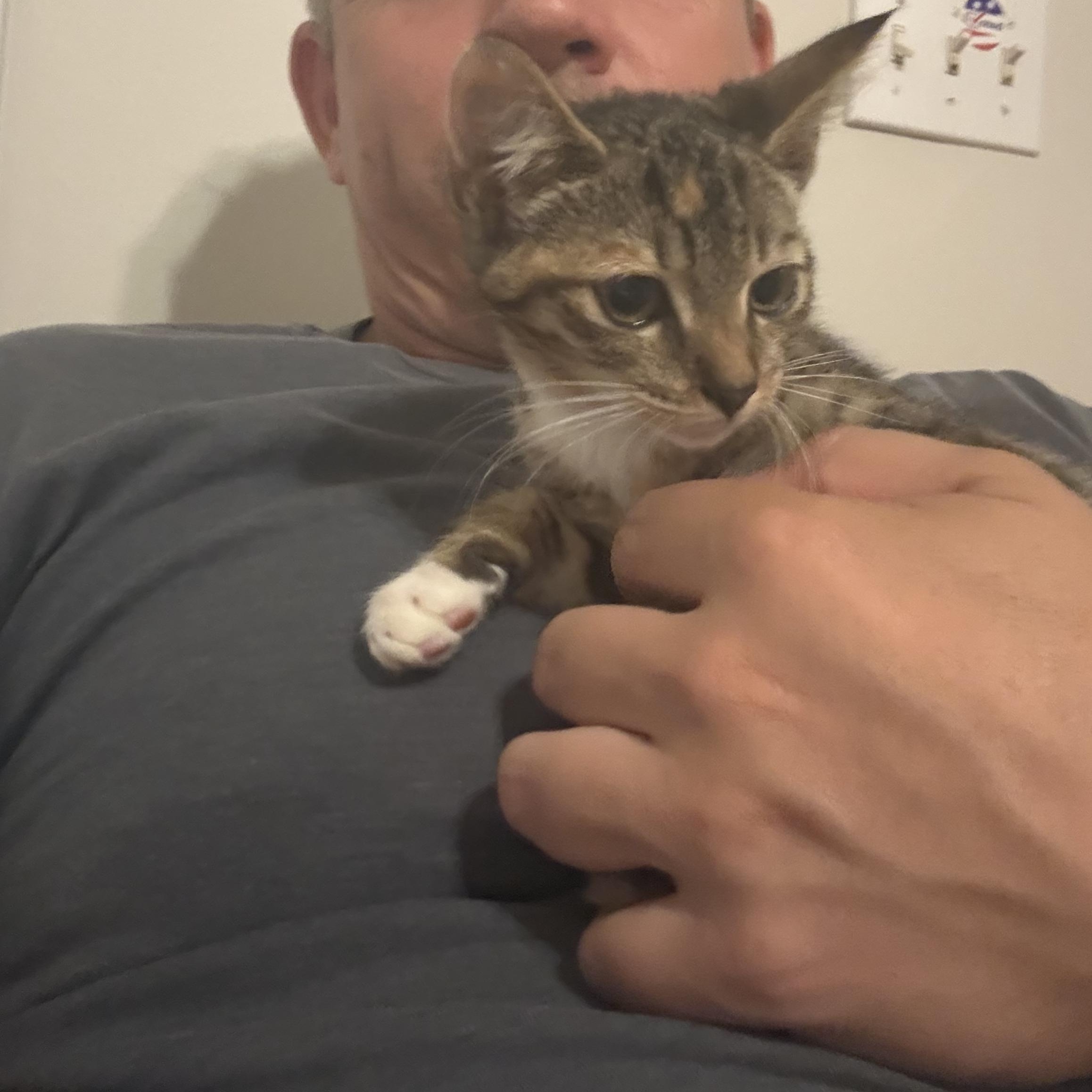CJ, a ADOPTABLE Domestic Short Hair in Wilmington, NC image 3/4