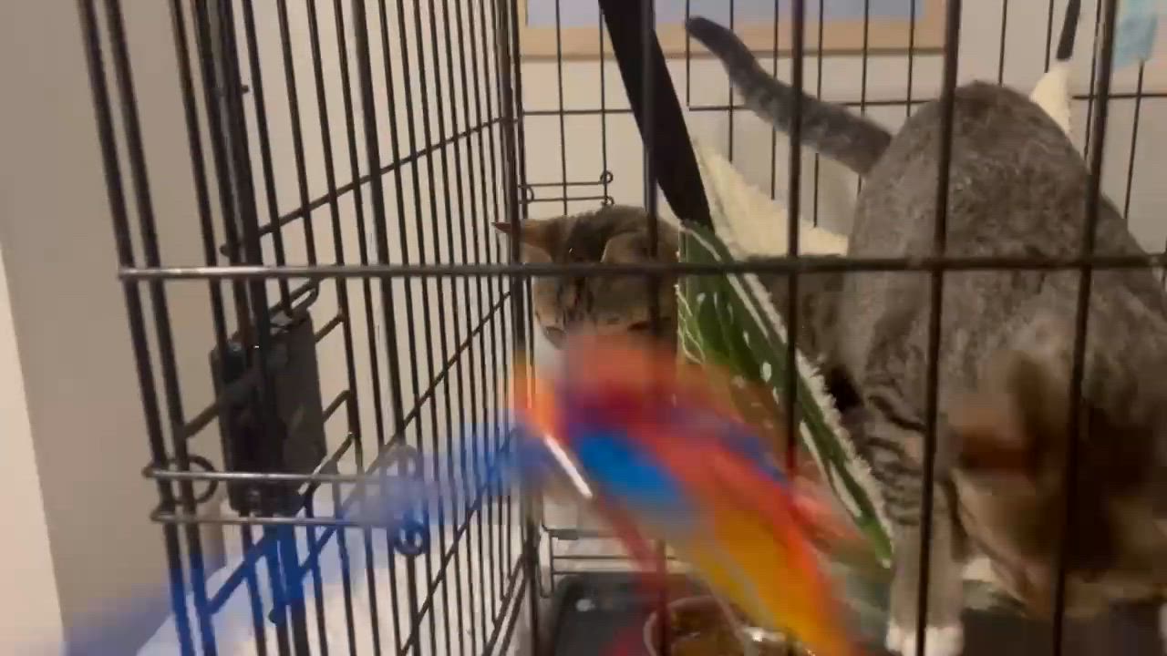 Enlarge CJ, a ADOPTABLE Domestic Short Hair in Wilmington, NC video 4/4