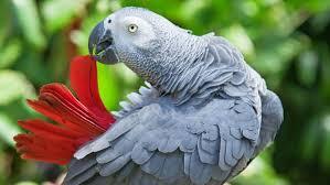 Bogart Female African Grey, an adopted African Grey in Vancouver, WA image 1/2