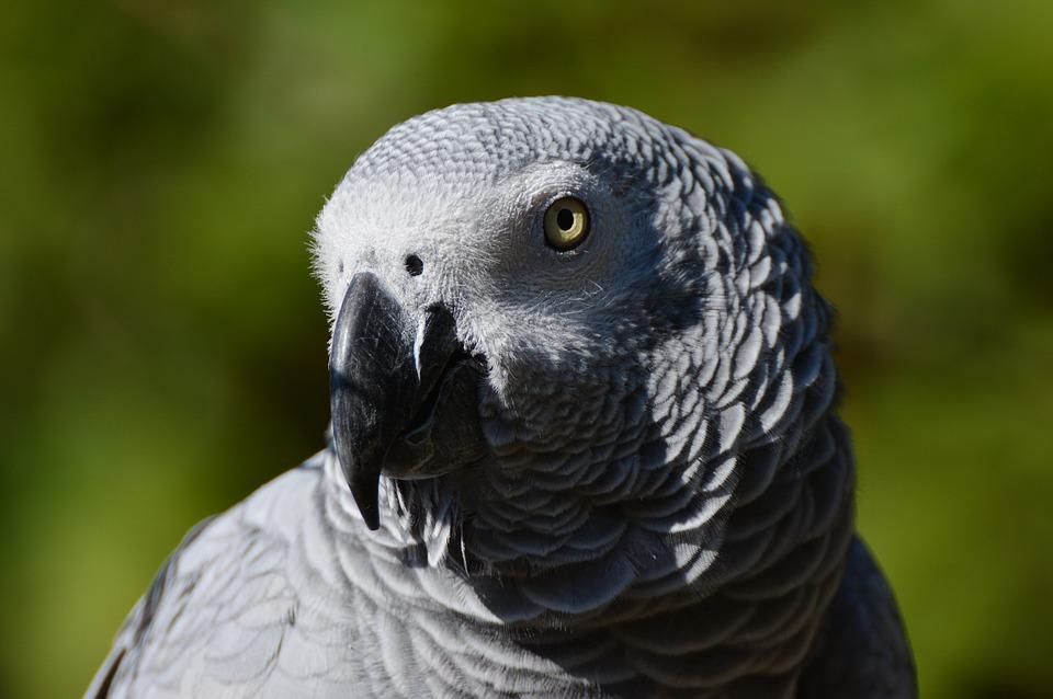 Bogart Female African Grey, an adopted African Grey in Vancouver, WA image 2/2