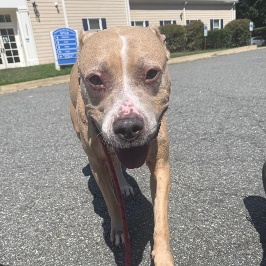 Louise, Adoptable, Adult Female Pit Bull Terrier.