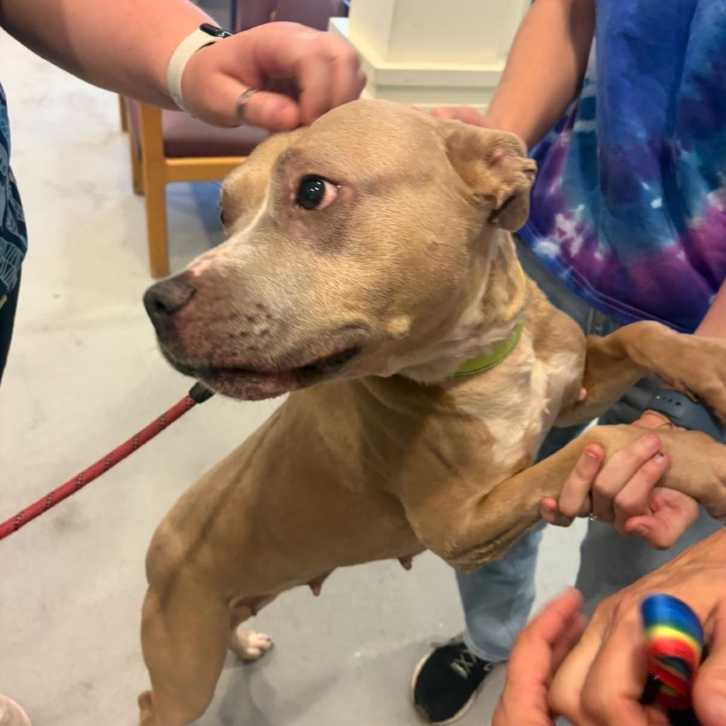 Louise, a Adoptable Pit Bull Terrier in Charlottesville, VA image 2/6