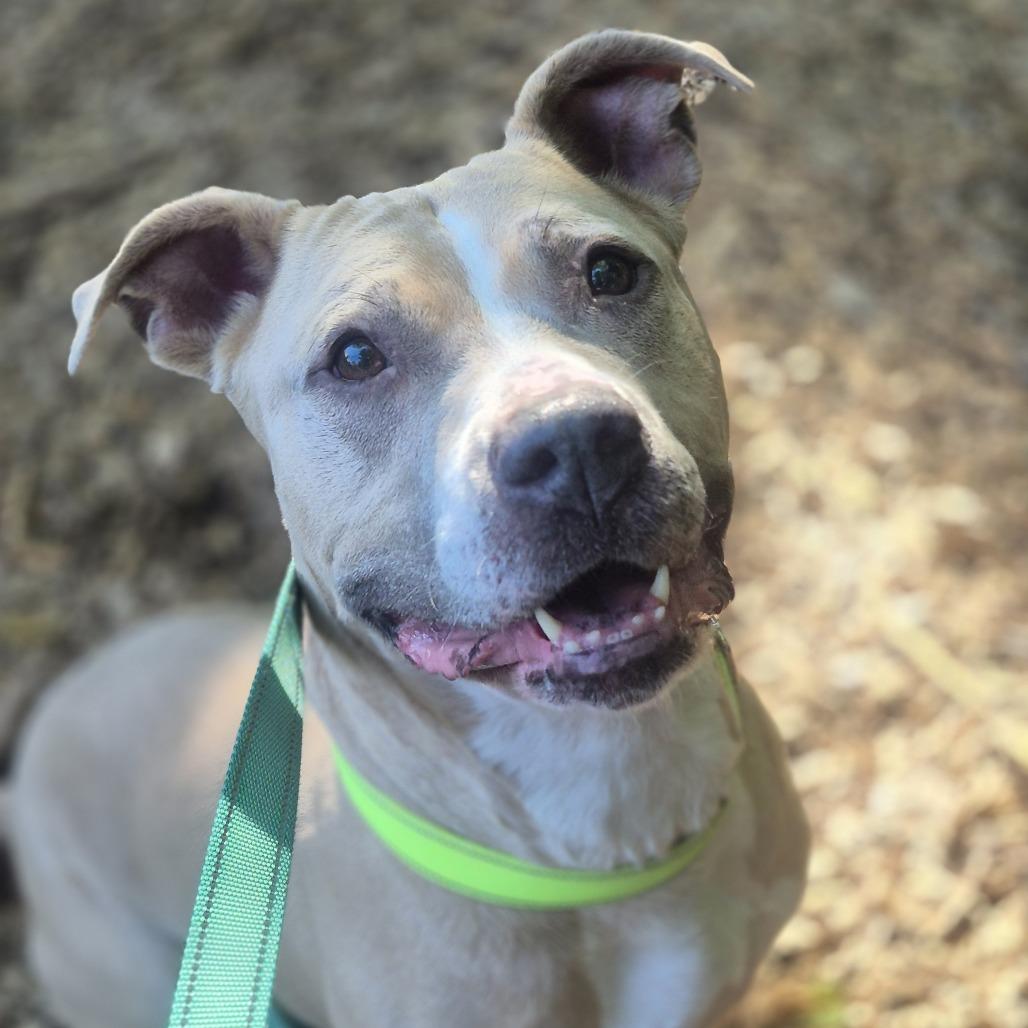 Enlarge Louise, a Adoptable Pit Bull Terrier in Charlottesville, VA image 3/6
