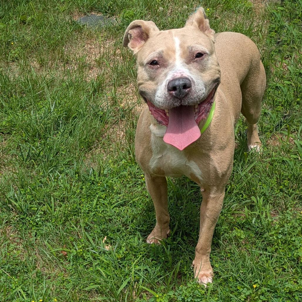 Louise, a Adoptable Pit Bull Terrier in Charlottesville, VA image 3/6