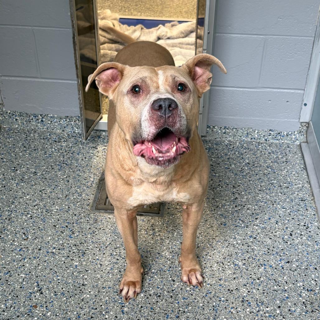 Louise, a Adoptable Pit Bull Terrier in Charlottesville, VA image 4/6